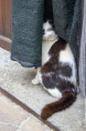/album/cogli-lattimo/pampa-mg-1921-gatto-pronta-copia-jpg/